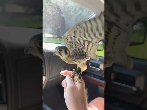 Launch mode! Dolph with a quick chase on some sparrows. #americankestrel #falcon #falconry