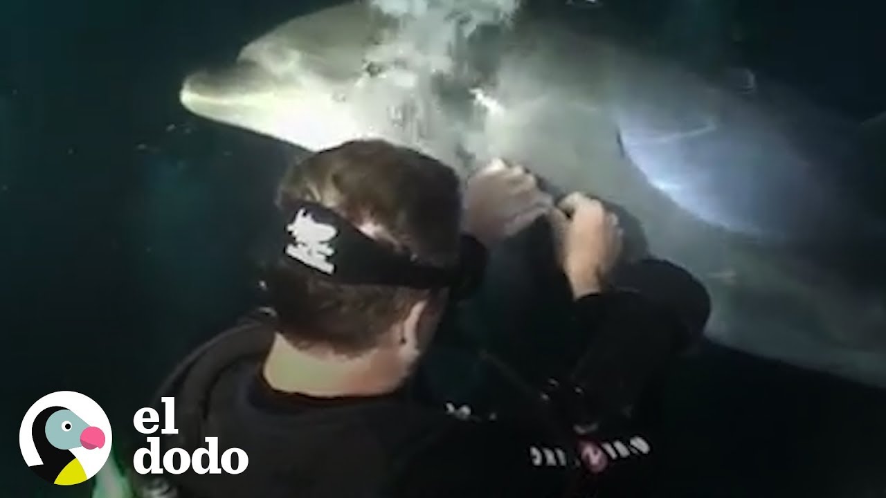 Delfín increíble le pide ayuda a estas personas
