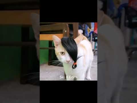 CATS NATIONALITY😹