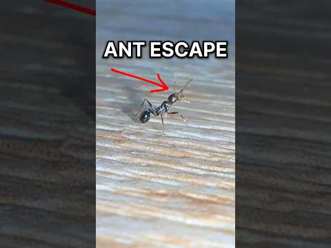 The Great Ant ESCAPE!!
