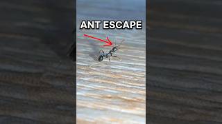 The Great Ant ESCAPE!!