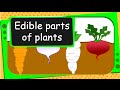 Understanding Plant Parts and Their Uses