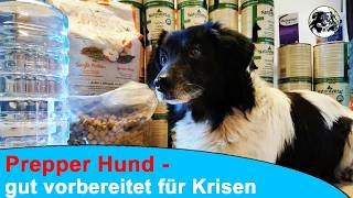 Hund und Krise 2026 - Was kann passieren und wie kannst du euch vorbereiten?