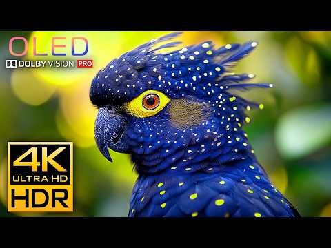 The Coolest Video 4K 120 FPS Dolby Vision HDR - 4K VIDEO ULTRA HD