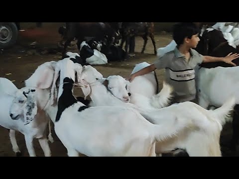 Bakra mandi Ajmer Bade or Bhari Bakre Her Vajen ke Bakre hain Yaha #bakramandi #ajmer