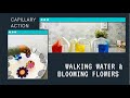 Capillary Action and Color Mixing