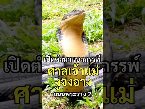 เปิดตำนานอาถรรพ์ ศาลเจ้าแม่งูจงอาง ถนนพระรามสอง #ตำนาน #อาถรรพ์ #เรื่องเล่า #ถนนพระราม2