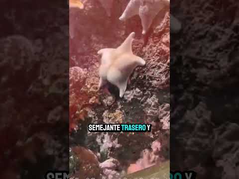 Encontraron una estrella de mar culona
