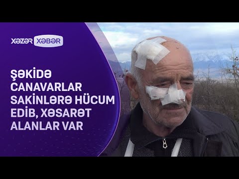 Şəkidə canavarlar sakinlərə hücum edib, xəsarət alanlar var