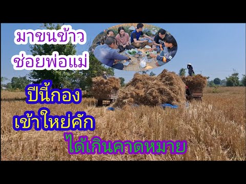 101124ขนข้าวช่วยพ่อแม่ปีนี้ได้หลายเกินคาดหมายบ่าวลาวพาเพลิน