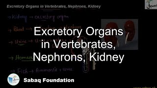 Excretion  in Vertebrates, Nephrons, Kidney