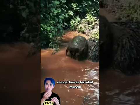 Coba perhatikan orang ini sedang berada di sungai #faktaunik#infounik#shorts#short
