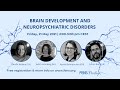 FENS Friday webinar: Brain development and neuropsychiatric disorders