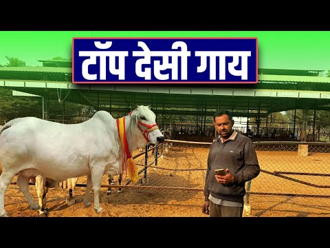 | Desi Cow dairy farming in India | Dairy Farming in India | India farming management