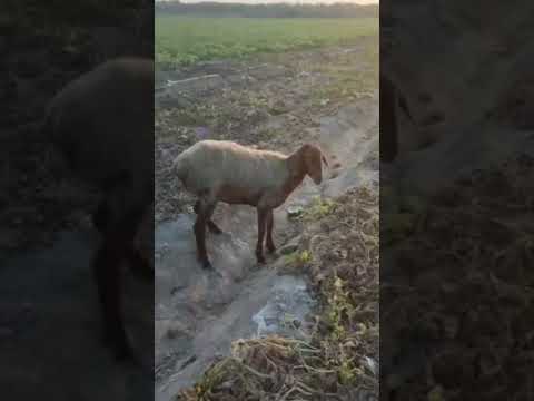 Кой бокинг