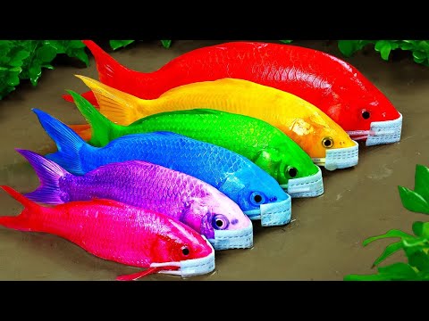 Stop Motion ASMR | Koi fish Frogs Hunting Eel Egg Thief Experiment Under Primitive Mud Survival Fun