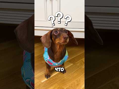 “Магический телефон вышел из-под контроля: Миту исчезает!” #shortvideo