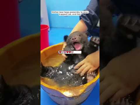 Mother bear begs passersby to save trapped cub, and then #animalshorts #shortvideo