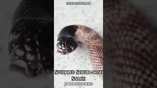This Snake Has a Shield on Its Nose!