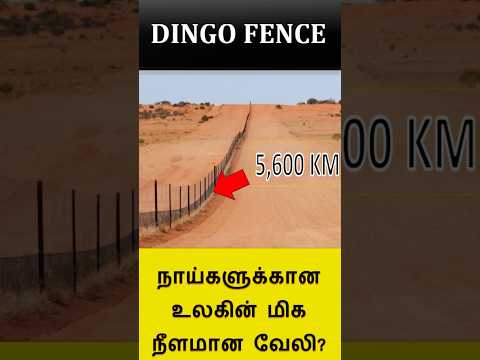 Dingo Fence #fence