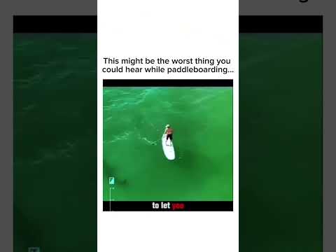 Paddleboarder Surrounded by Sharks