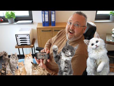 Katzenvideos und Bauplaner Hermann Pleis im Haus!