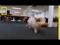 Understanding Pigs and Their Skills