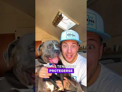 Do you remember this dog? #animals #Friendship #Us#dog