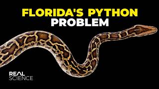 Why This Giant Snake Is So Destructive