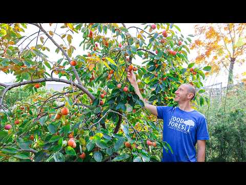 The One Fruit Tree EVERYONE Should Be Growing... Easy, Reliable, and Delicious