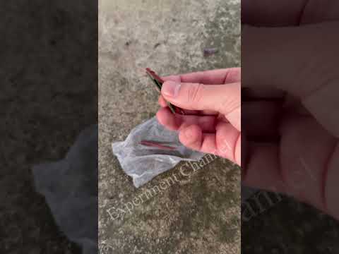 fuse-less Cracking cracker #shorts #cracker #diy #firework #trick #lifehack