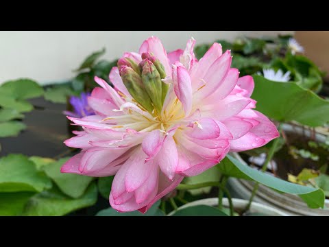 AQUATIC GARDEN | Lotus & waterlily Fish Pond #gardening #fishpond #lotus