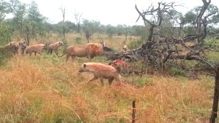 male lion attack hyenas group to protect his food against hyenas stealing food video 