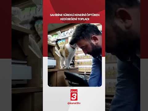 Sahibine sürekli kendini öptüren kedi beğeni topladı..