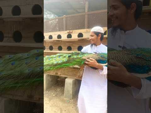 ময়ূর পাখির পালক দিয়ে বাচ্চা। ##peacock_babyprice #ostrichfarming #ostrichfarm #ostrich #pets