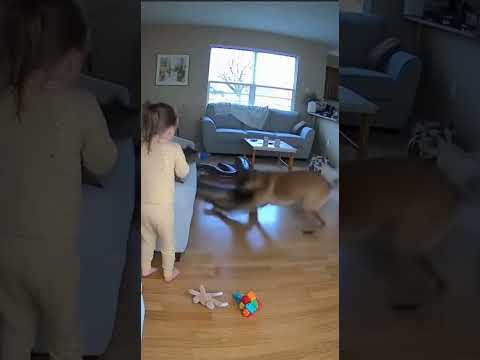 Python in the Living Room—Dog Saves Little Girl!