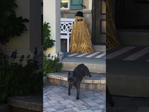 Scared dogs  #funnypets #funny #cutespets #petvideos #dog