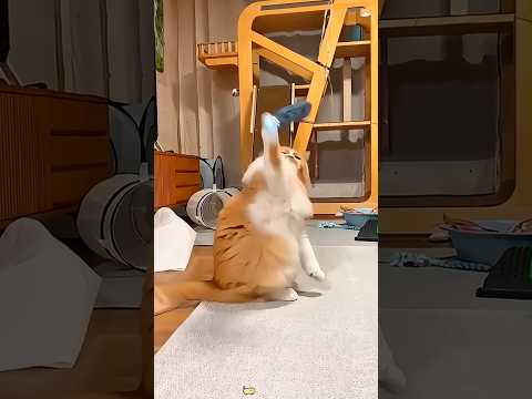 Cat and it’s new toy🤣😾🐈 #funny #animallife #funnyanimal #youtube #cat #catvideos #catlovers