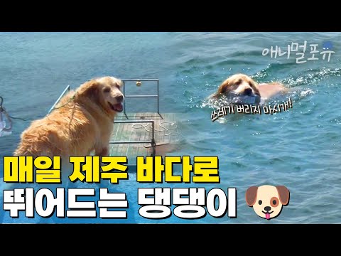 사람들이 버린 쓰레기만 보면 1초만에 바다로 풍덩! 뛰어드는 리트리버 🐶 I KBS 생활의 발견 171016 방송