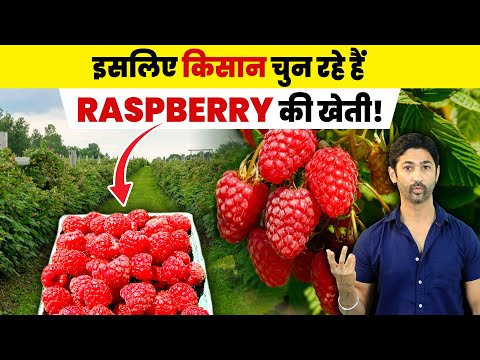 Raspberry की खेती से कमाएं लाखों | Complete Guide to Raspberry Farming in Hindi