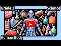 Human Body Systems and Functions