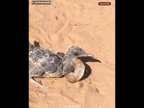 🐀 सिर्फ चूहों पर Experiment क्यों ❓।Top 5 Interesting Facts About Animals। #shorts