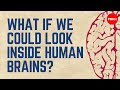 Understanding the Human Brain