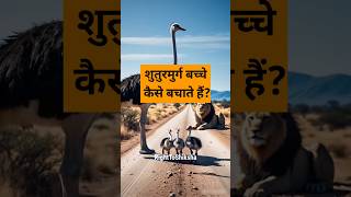 शुतुरमुर्ग बच्चे कैसे बचाते हैं? By Right To Shiksha