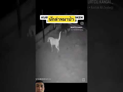 ล่ามไว้ทำไม #shortvideo #shorts #youtubeshorts #คลิปสั้น #shortvideo #viralshorts #มาแรง #ฮิต #ดัง