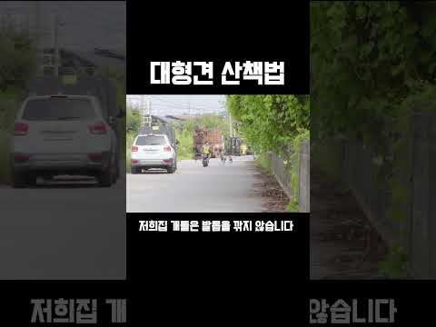 대형견 산책시키는 방법