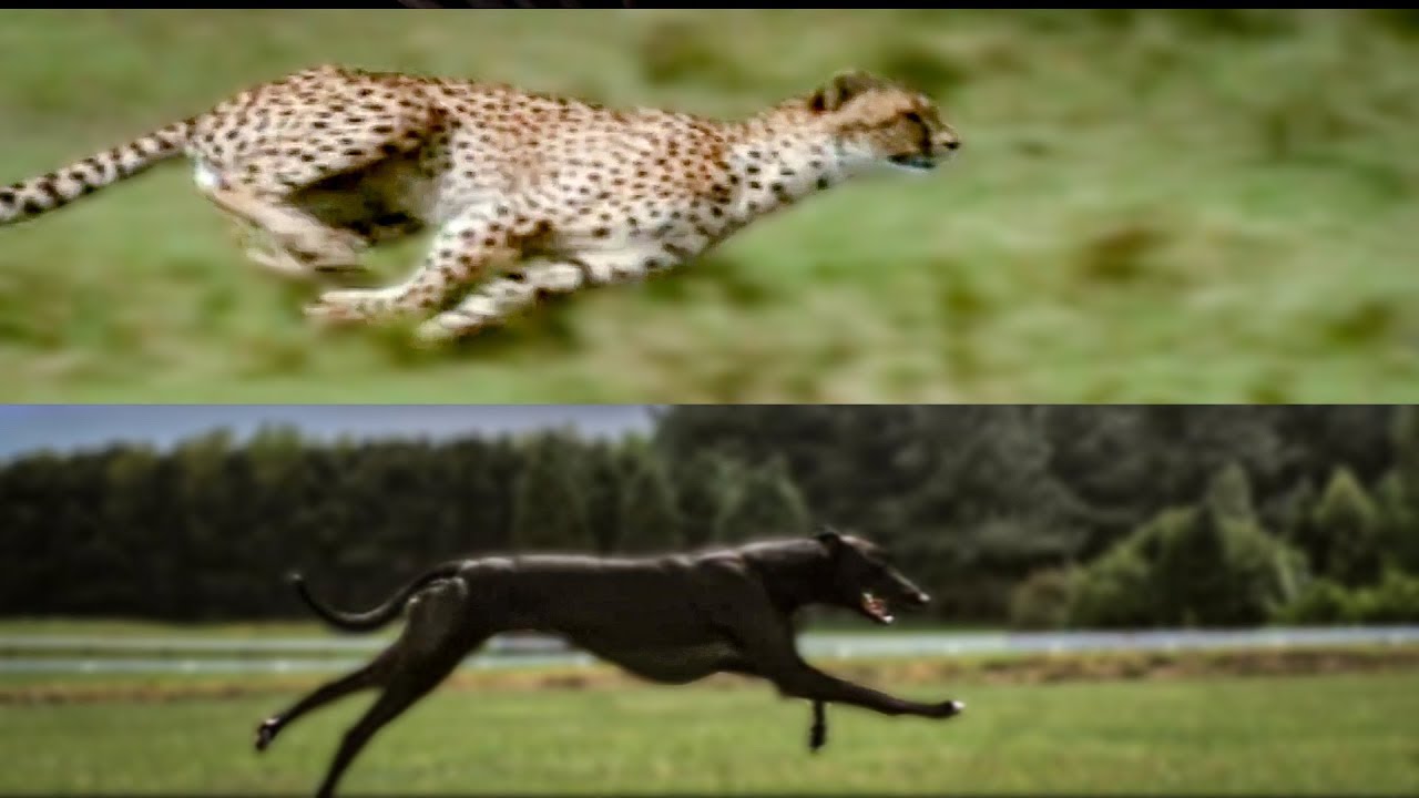 Cheetah vs Greyhound Speed Test BBC Earth