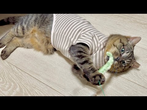 お迎えした保護猫が初めて猫じゃらしをプレゼントされたら…