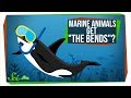 Understanding Decompression Sickness and Marine Adaptations