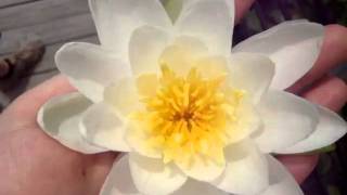Lotus Flower & Nutria Clip